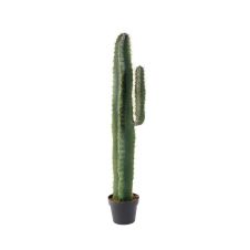 Cactus Cereus artificiel