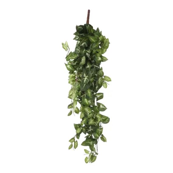 Fittonia plante artificielle