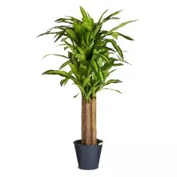 Plante artificielle Dracaena 150 cm