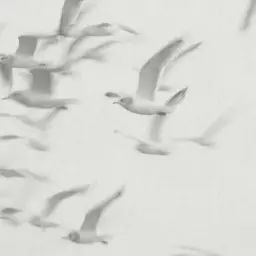 Papier peint panoramique PANORAMA flock fibre gris intissé l.424 x H.280 cm