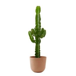 Plante d’intérieur – Cactus Euphorbe de 80 cm en pot terra