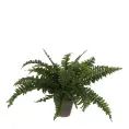 image de plantes artificielles scandinave 