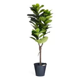 Plante artificielle Ficus Lyrata 152 cm