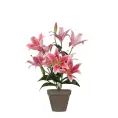 image de plantes artificielles scandinave 