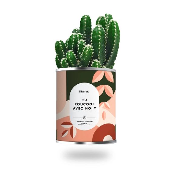 Cactus ou plante pot petit modèle tu roucool avec moi ?