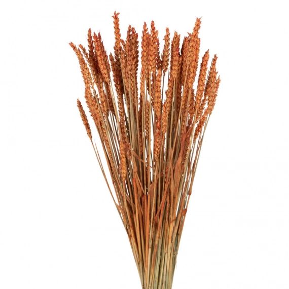 Bouquet de blé triticum orange séché