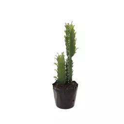 Cactus artificiel Euphorbia H48cm