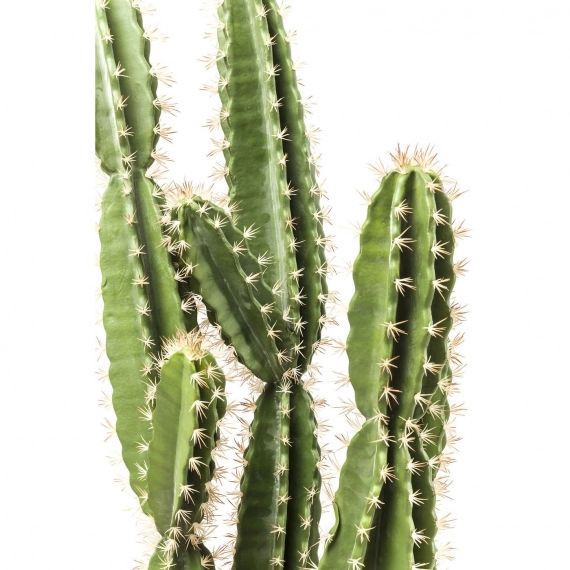 Plante décorative Cactus Pot 202cm Kare Design