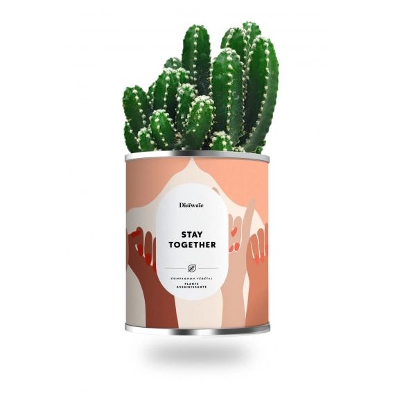 Cactus ou plante pot petit modèle stay together