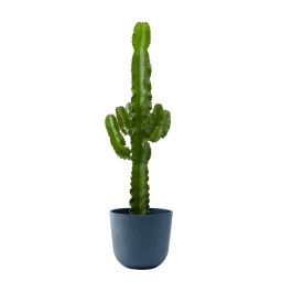Plante d’intérieur – Cactus Euphorbe de 80cm en pot bleu nuit