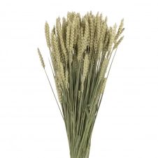 Bouquet de blé triticum séché