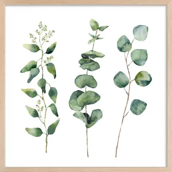 Affiche aquarelle eucalyptus Affiche sous cadre bois