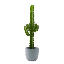 Plante d’intérieur – Cactus de 80 cm en pot bleu gris