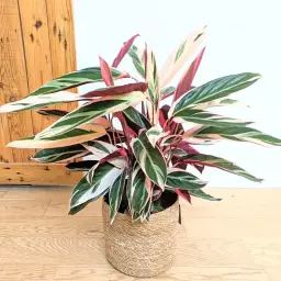 Tristan, calathea triostar 85cm + cache-pot