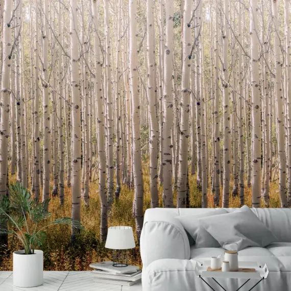Papier peint Forêt de bouleaux 53x840cm