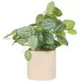 image de plantes artificielles scandinave 